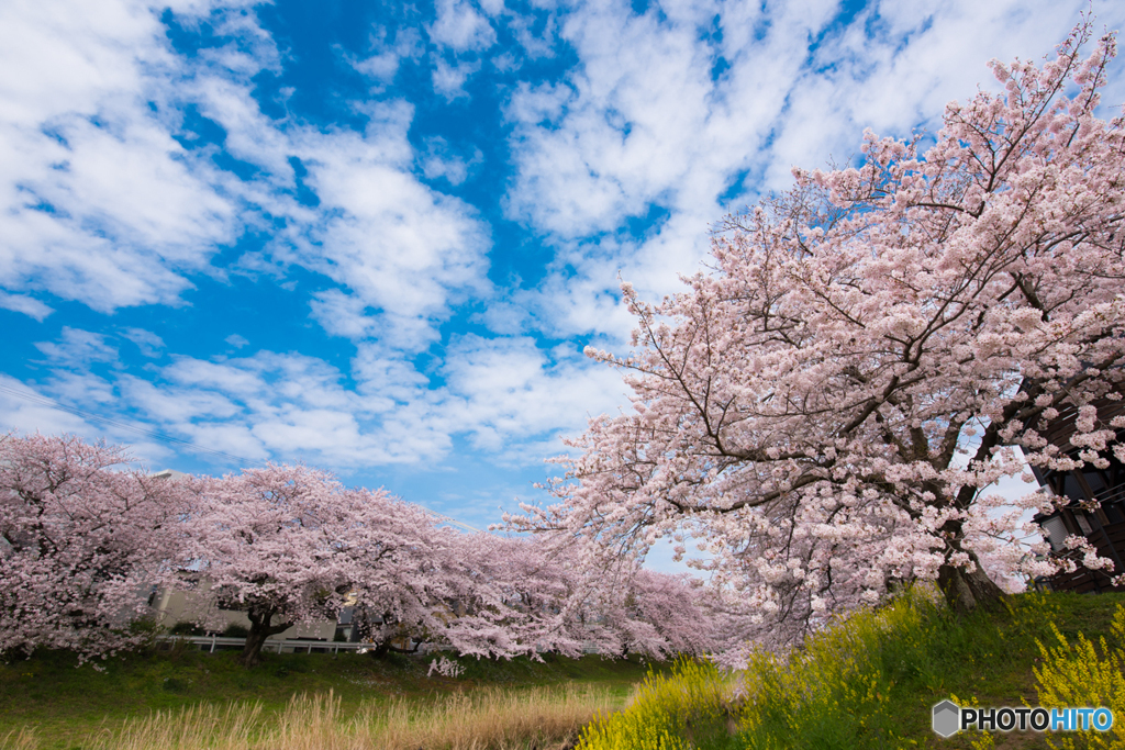 桜とちょっとの菜の花