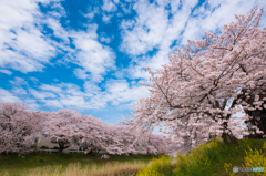 桜とちょっとの菜の花