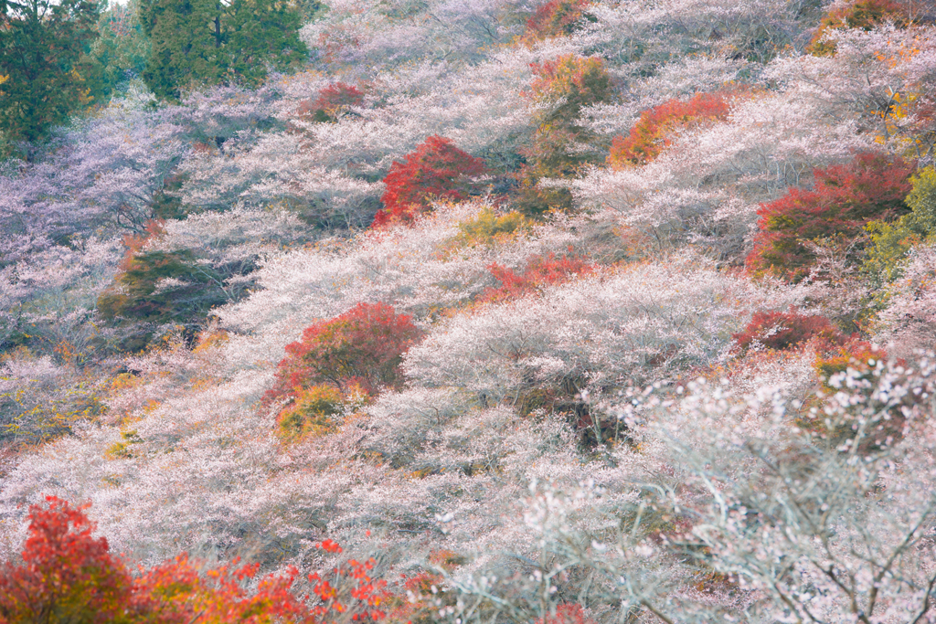 四季桜