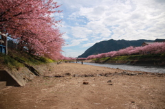 河津桜