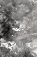 コスモス＊monochrome