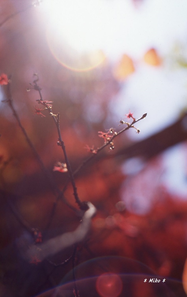 紅星