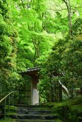 京都 瑠璃光院の新緑
