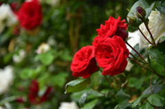 庄堺公園の薔薇２