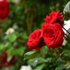 庄堺公園の薔薇２