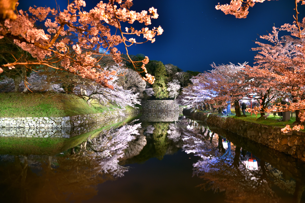 彦根城の桜
