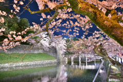 彦根城の桜