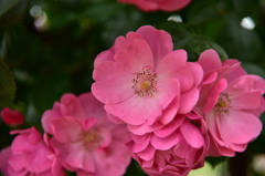庄堺公園の薔薇３