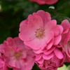 庄堺公園の薔薇３