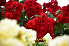 庄堺公園の薔薇１