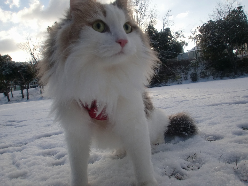 雪歩き大好き！