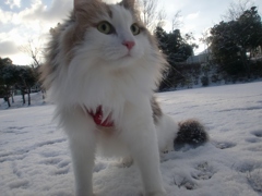 雪歩き大好き！