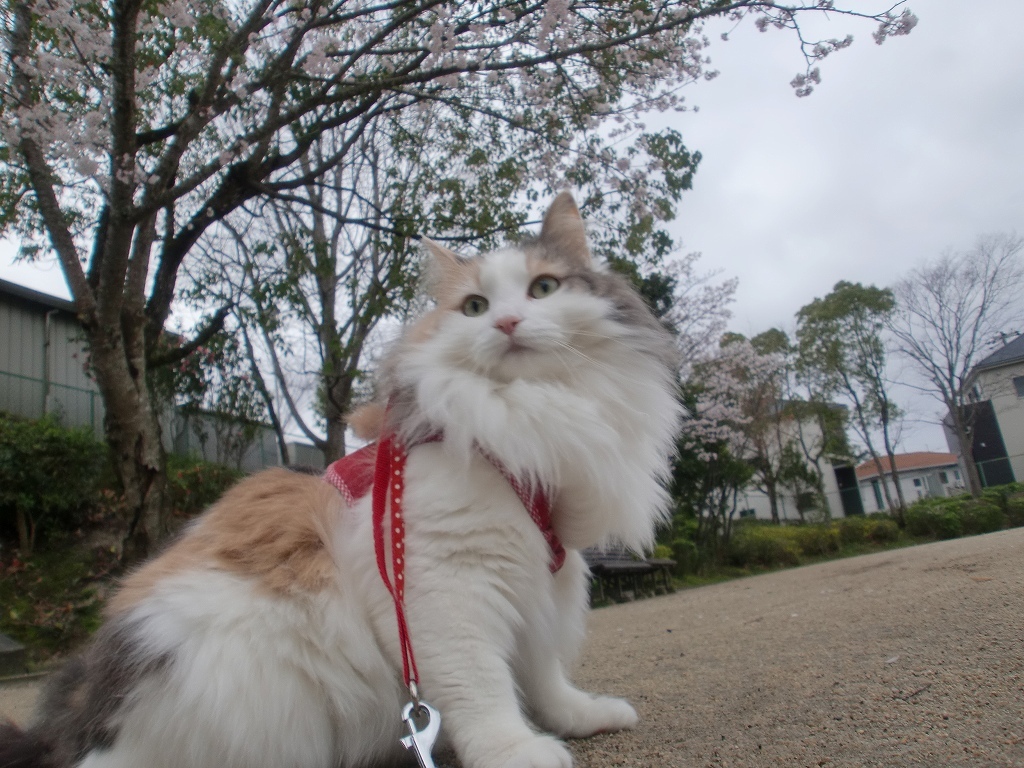 日本には四季がありますのニャ！