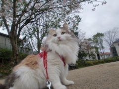 日本には四季がありますのニャ！