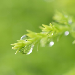 水滴