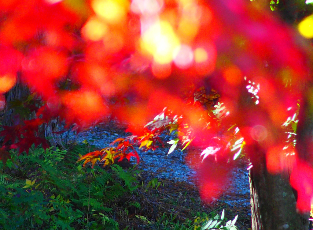 紅葉1