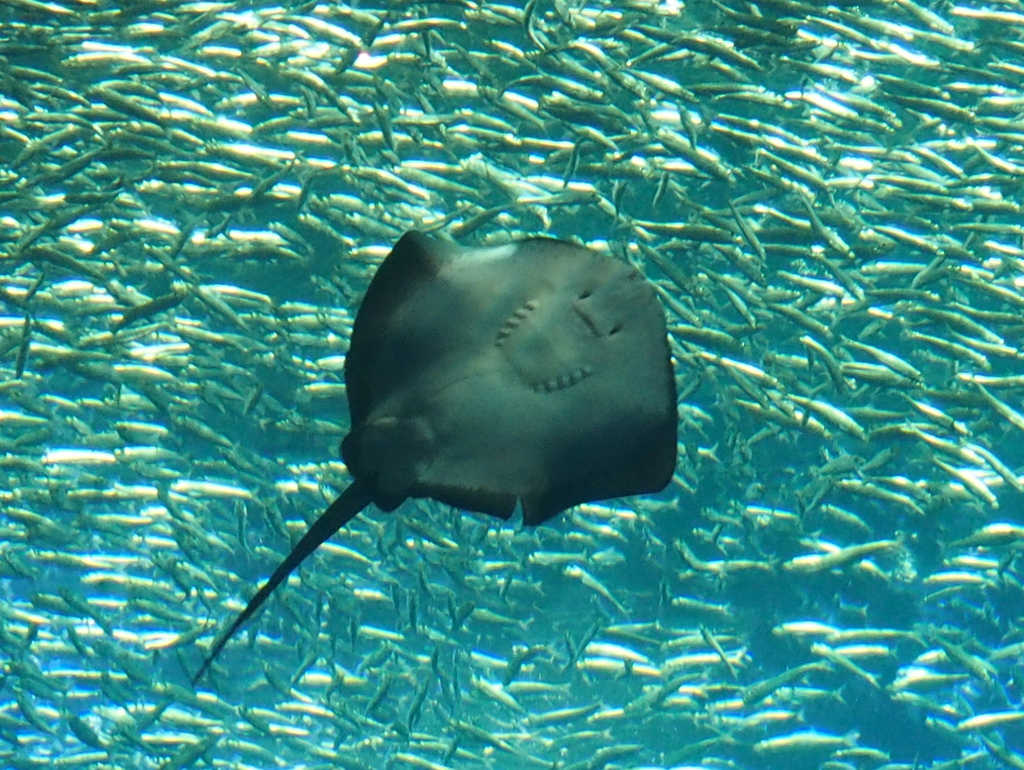 ニコニコマ～ク