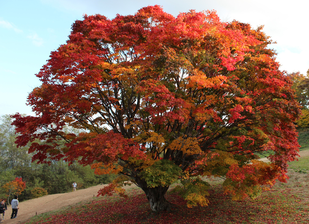 池田町　七色かえで