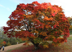 池田町　七色かえで