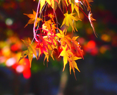 紅葉2