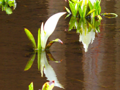 水芭蕉
