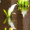 水芭蕉