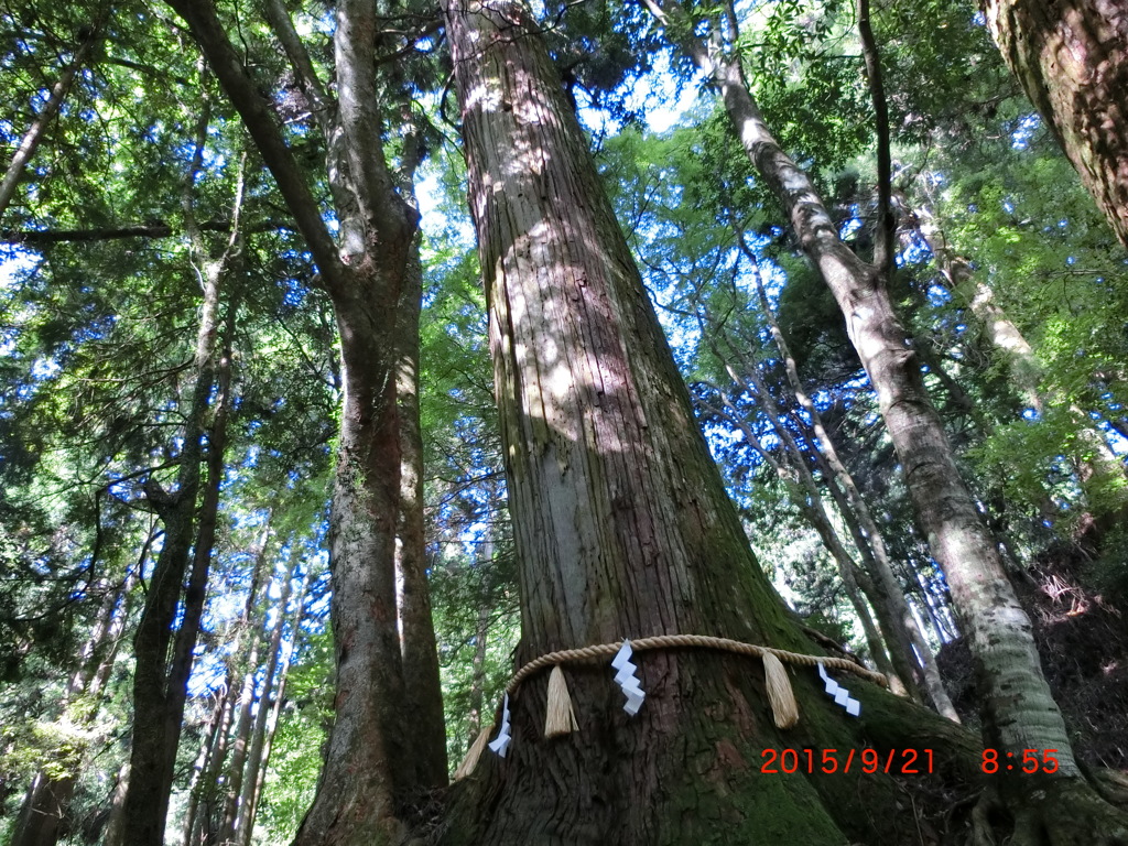 貴船神社　ご神木