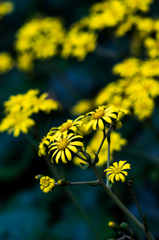 秋の花 石蕗　参