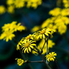 秋の花 石蕗　参