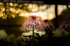 菊