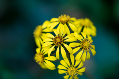 秋の花 石蕗