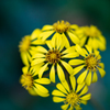 秋の花 石蕗