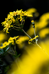秋の花 石蕗　弐