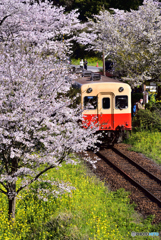 桜と小湊鉄道