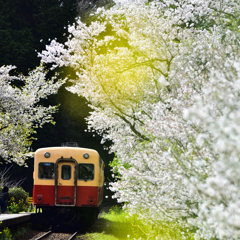 桜のトンネル