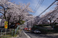 桜坂の下