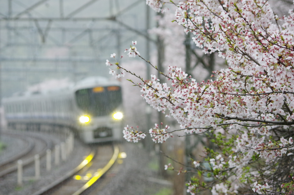 桜に見守られ