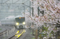 桜に見守られ