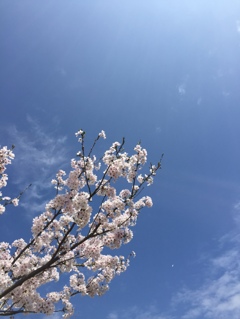 天高く桜満開