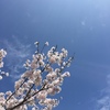天高く桜満開