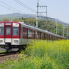 菜の花