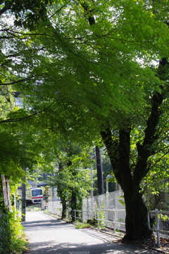 緑のトンネルの先