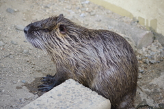 大きいネズミ