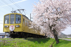 桜と近江鉄道