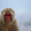 サル