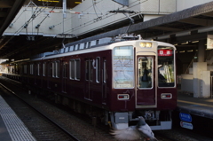鳩が…