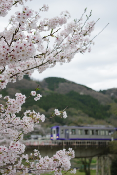 桜越し