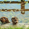 おちり × 2