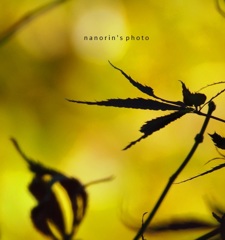 つよがりもみじ。