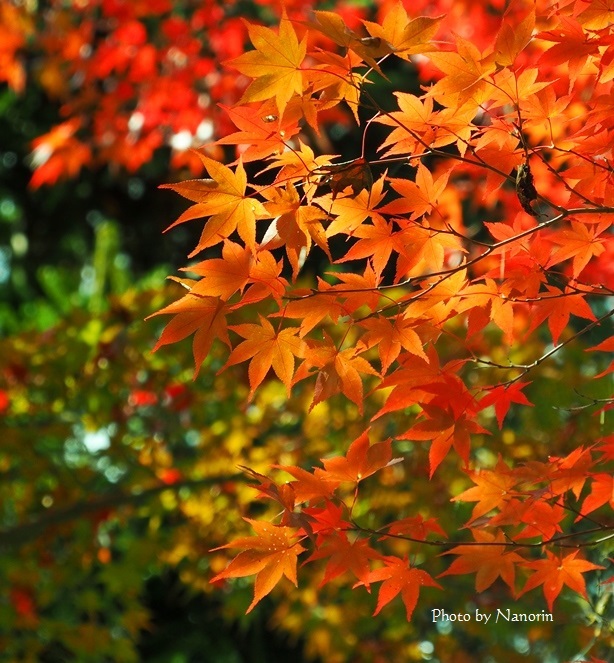 ようやく赤く。